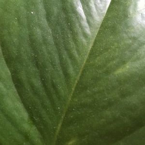 Meet your Posher, Therese